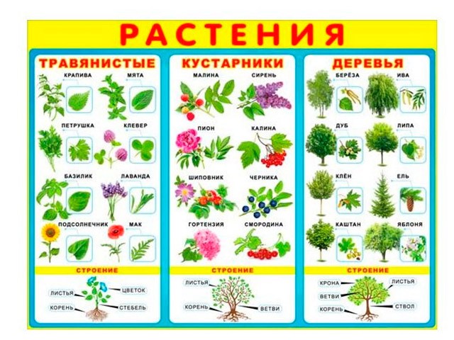 Карточки с изображением деревьев цветов овощей фруктов травянистых растений